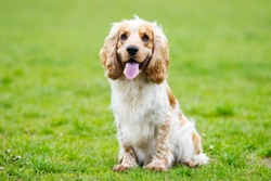 Dysphagia in Dogs