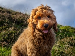 Gallbladder mucoceles DNA health testing for the Cockapoo dog type