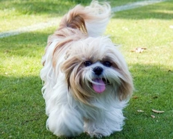 Il cane Shih tzu: il cane leone - Prezzi e carattere