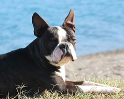 La morfologia, lo standard e il carattere del Boston Terrier