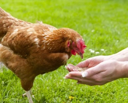 4 Vitamin Deficiencies Seen in Chickens