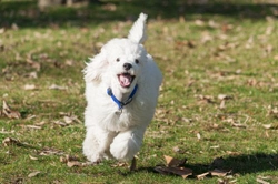 Making a Walk in the Park Playtime for Your Dog