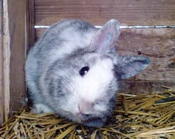 Zdravotní problémy v chovu králíků, díl 11.  –  Encefalitozoonóza