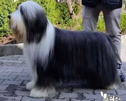 Presentazione del Bearded Collie, razza di origine britannica