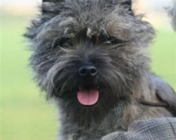 Le origini, le particolarità e il carattere del Cairn Terrier