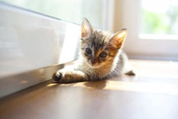 Kitten proofing your home before bringing your new pet home