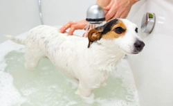 5 Dog Grooming Myths Demystified