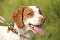 C3 deficiency in the Brittany spaniel dog breed