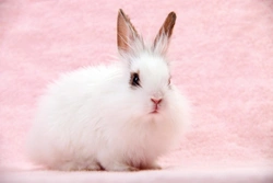 Wool block in rabbits