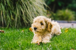 Can Cockapoos Swim? 7 Essential Safety Tips for 2025