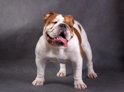 Cleft palate in brachycephalic dogs