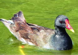 SLÍPKA ZELENONOHÁ – Gallinula chloropus