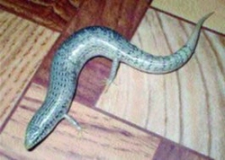 Chalcides ocellatus