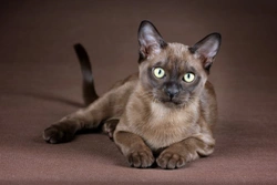 Dilated Cardiomyopathy (DCM) in Cats