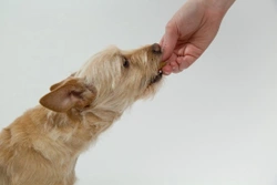 ¿Los perros pueden comer soja? Beneficios, riesgos y tipos permitidos