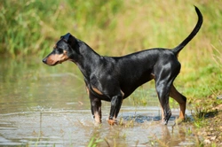 Blue-green algae and its risks for dogs