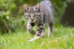 Tips and advice for transitioning an indoor-only cat to going outside
