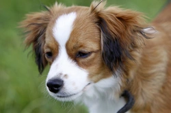 Kooikerhondje hereditary health and health testing