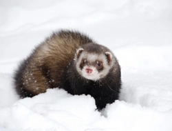 How To Keep Ferrets Safe in Winter