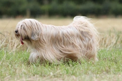 Tibetan terrier hereditary health and longevity