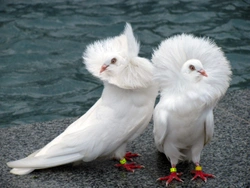 13 Amazing Breeds of Fancy Pigeons