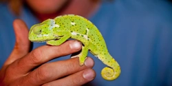 Common Skin Disorders Seen in Reptiles