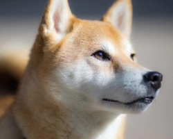 Shiba Inu bianco: dove trovarlo, prezzi e info