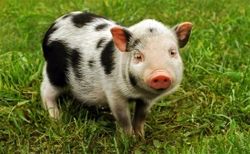 Do Pigs Make Good Pets?