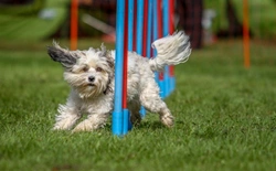 Can blind or partially sighted dogs take part in canine sports?