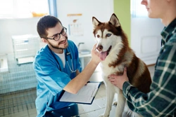 Health issues that need immediate attention in dogs