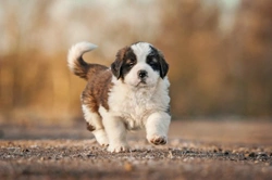 Saint Bernard dog hereditary health and health testing