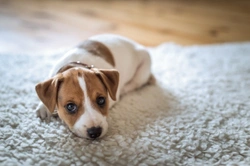 7 common and avoidable mistakes owners make when house training their puppies
