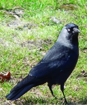 Kavka obecná - Corvus monedula