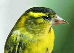 Čížek lesní Carduelis (Spinus) spinus (Linnaeus, 1758)