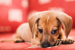 Keeping Your Dog Off Furniture: Effective Training Tips