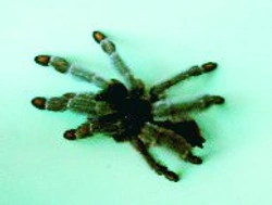 Psalmopoeus cambridgei