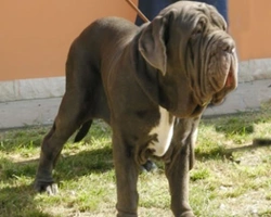 Mastino Napoletano, caratteristiche di una apprezzata razza italiana