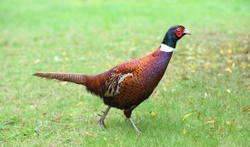 Keeping Pheasants as Pets: A Comprehensive Guide