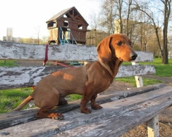 Johnny bassotto: il cartone animato del cane Bassotto