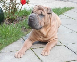 Cagnolini sharpei: dove trovarli, prezzi e cosa da fare nei primi mesi