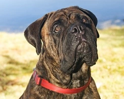 Bull Mastiff Gigante Tigrato - Dove Trovarlo