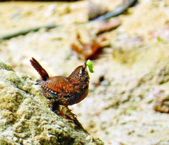 Střízlík obecný Troglodytes troglodytes (Linnaeus, 1758)