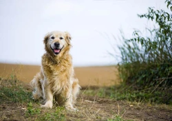 Hoe oud kan een hond worden?