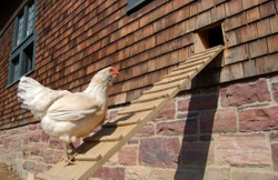 A Guide to Hen Houses