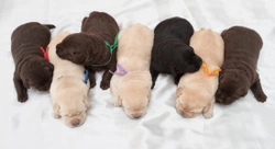 Predicting the colour of Labrador retriever puppies