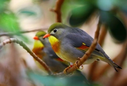 Pekin Robin & Silver-eared Mesia