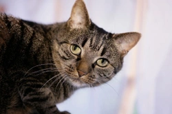 Stroke in cats - All about feline stroke