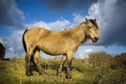 Ten British horse breeds facing extinction