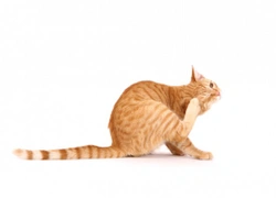 Flea Treatment for Your Cat