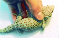 Gekon obrovský (Gekko gecko)